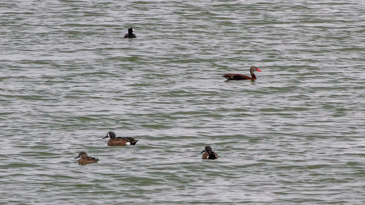 Black-bellied Whistling-Duck - ML646324168