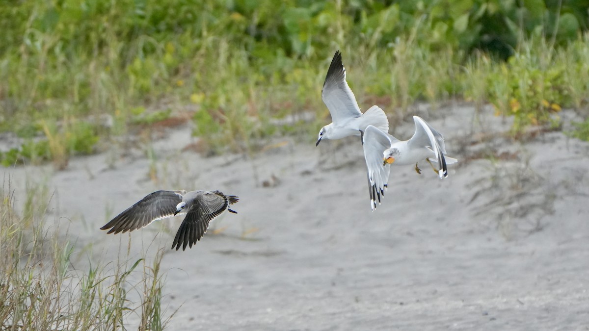 Laughing Gull - ML646324179