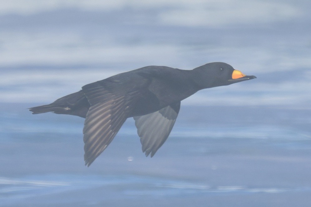 amerikasvartand - ML646324180