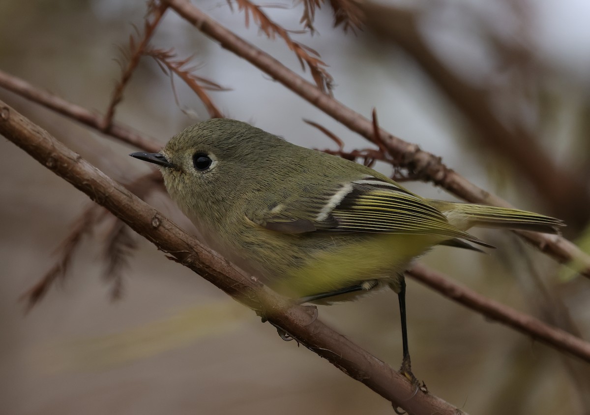 Ruby-crowned Kinglet - ML646324192