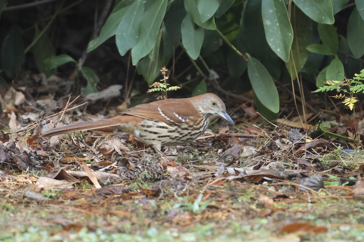 Cuitlacoche Rojizo - ML646324203