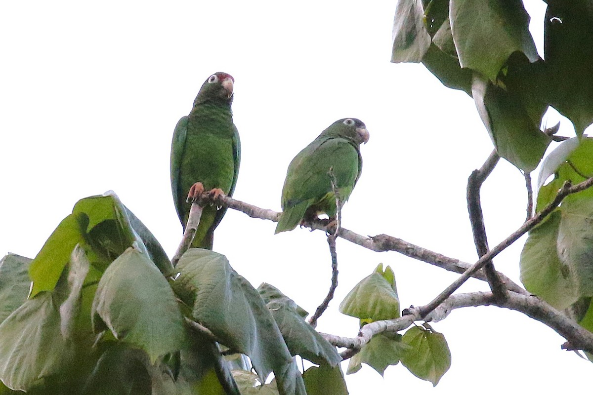 Puerto Rican Amazon - ML646324204