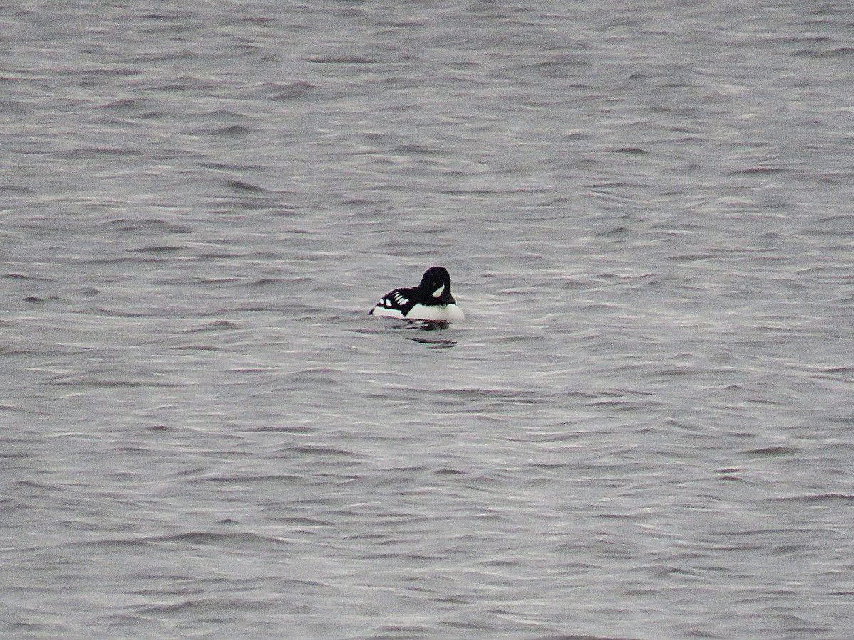 キタホオジロガモ - ML646324206