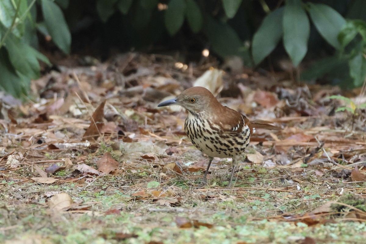 Cuitlacoche Rojizo - ML646324207