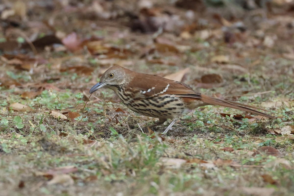 Cuitlacoche Rojizo - ML646324212