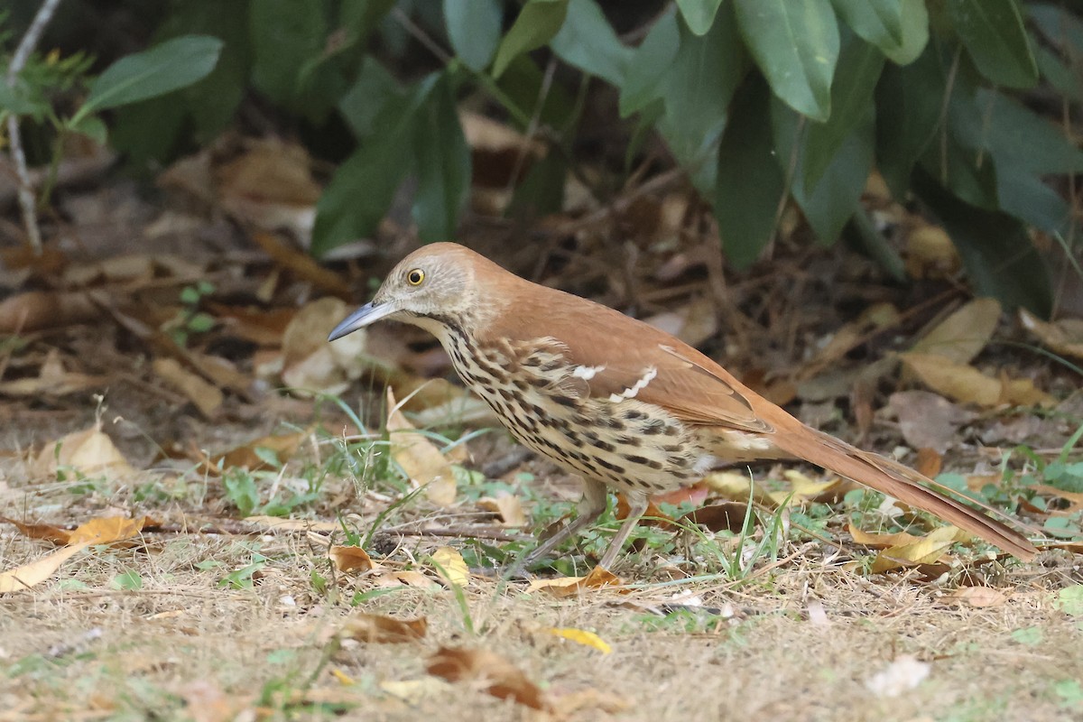 Cuitlacoche Rojizo - ML646324213