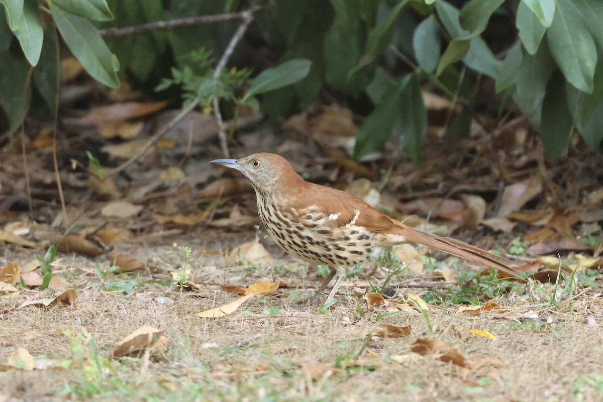 Cuitlacoche Rojizo - ML646324221