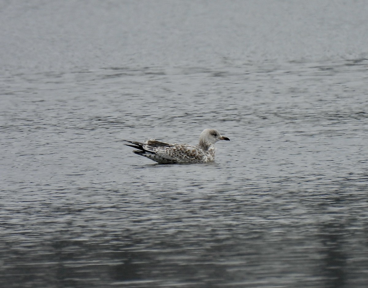 Ring-billed Gull - ML646324222
