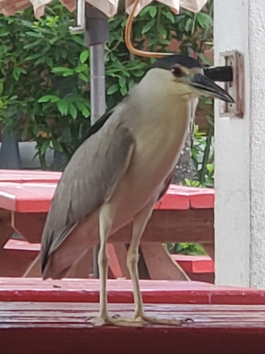 ゴイサギ - ML646324225