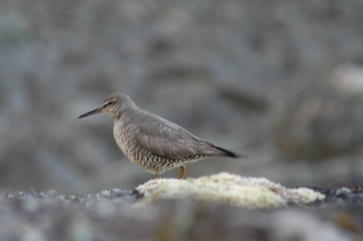 美洲黃足鷸 - ML646324227