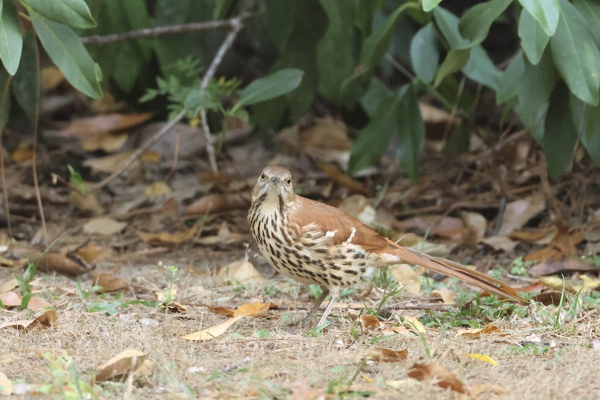 Cuitlacoche Rojizo - ML646324228