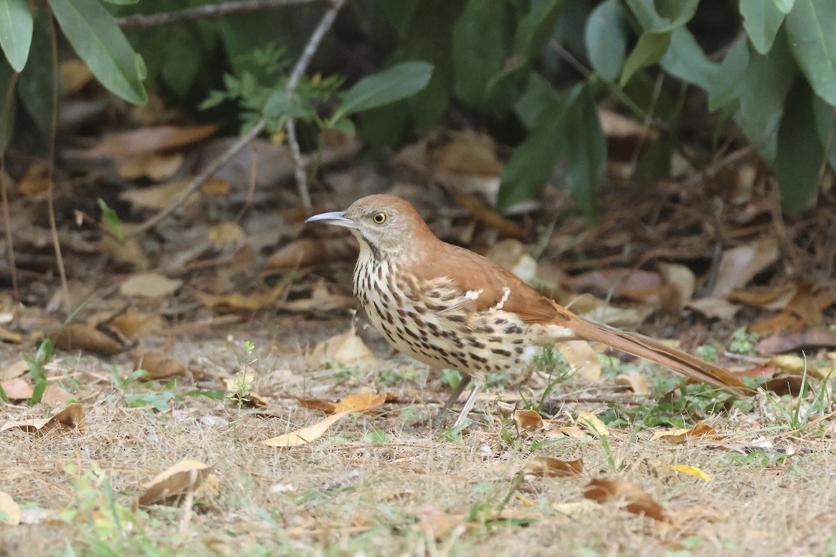 Cuitlacoche Rojizo - ML646324230