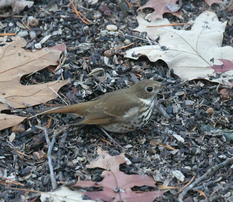 Hermit Thrush - ML646324242