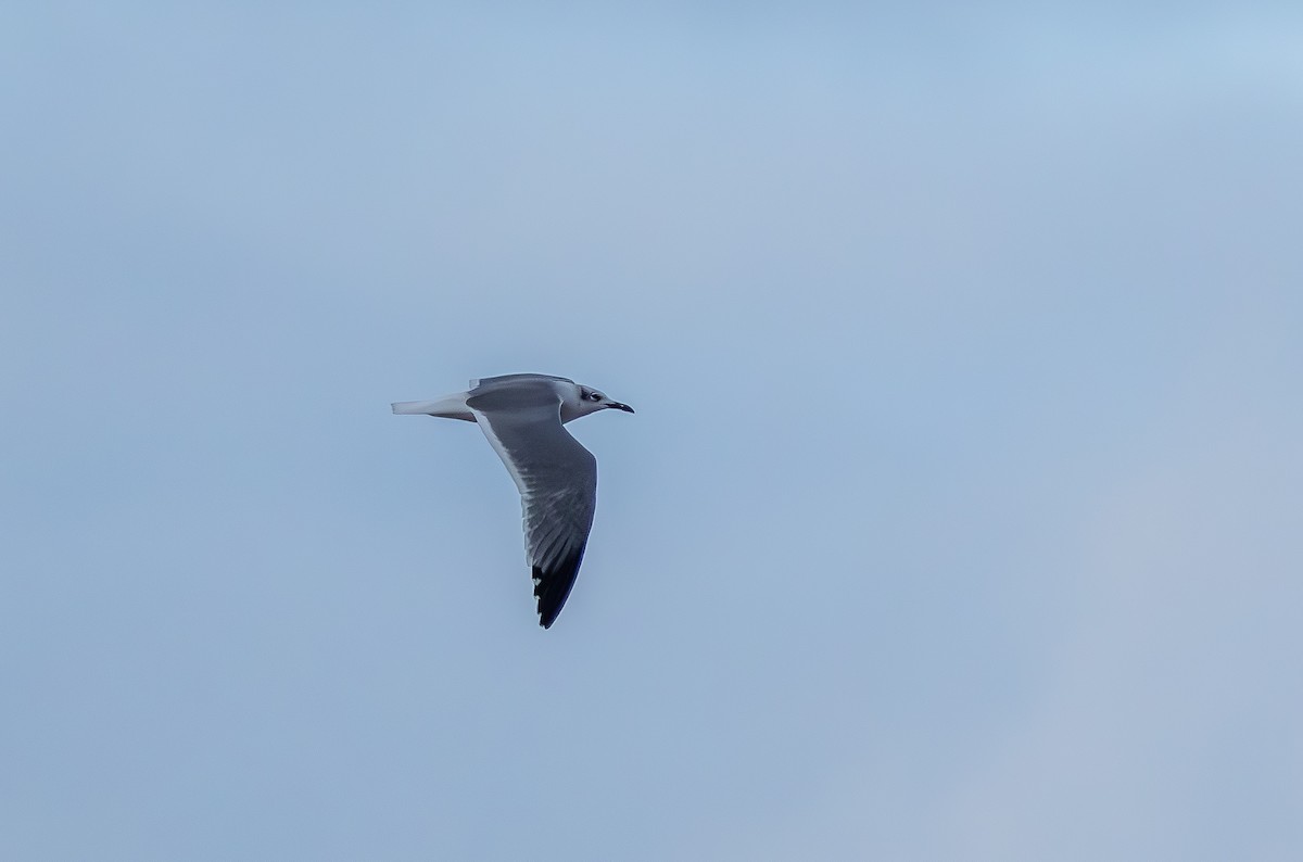 Laughing Gull - ML646324243