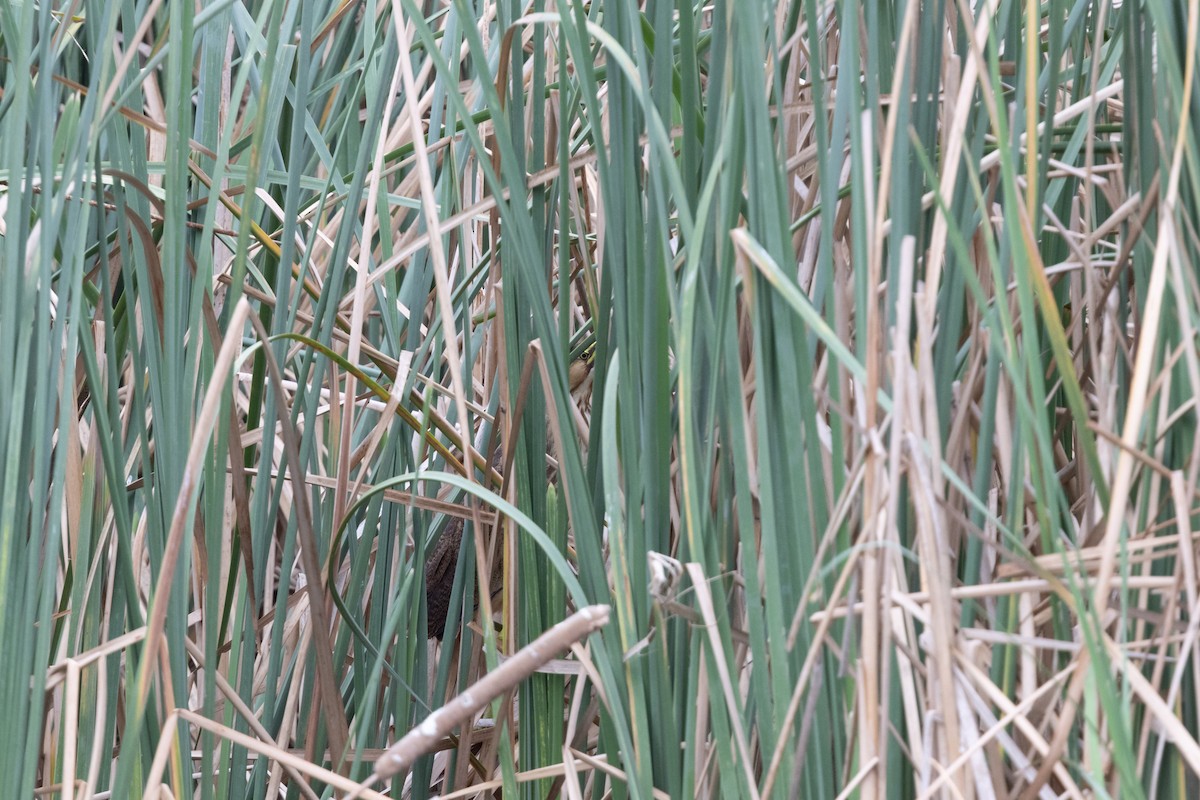 bukač severoamerický - ML646324244