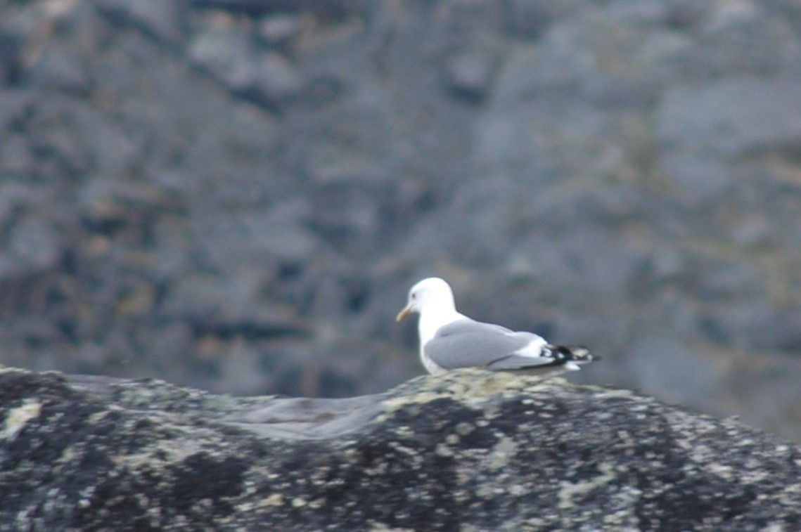 Short-billed Gull - ML646324252