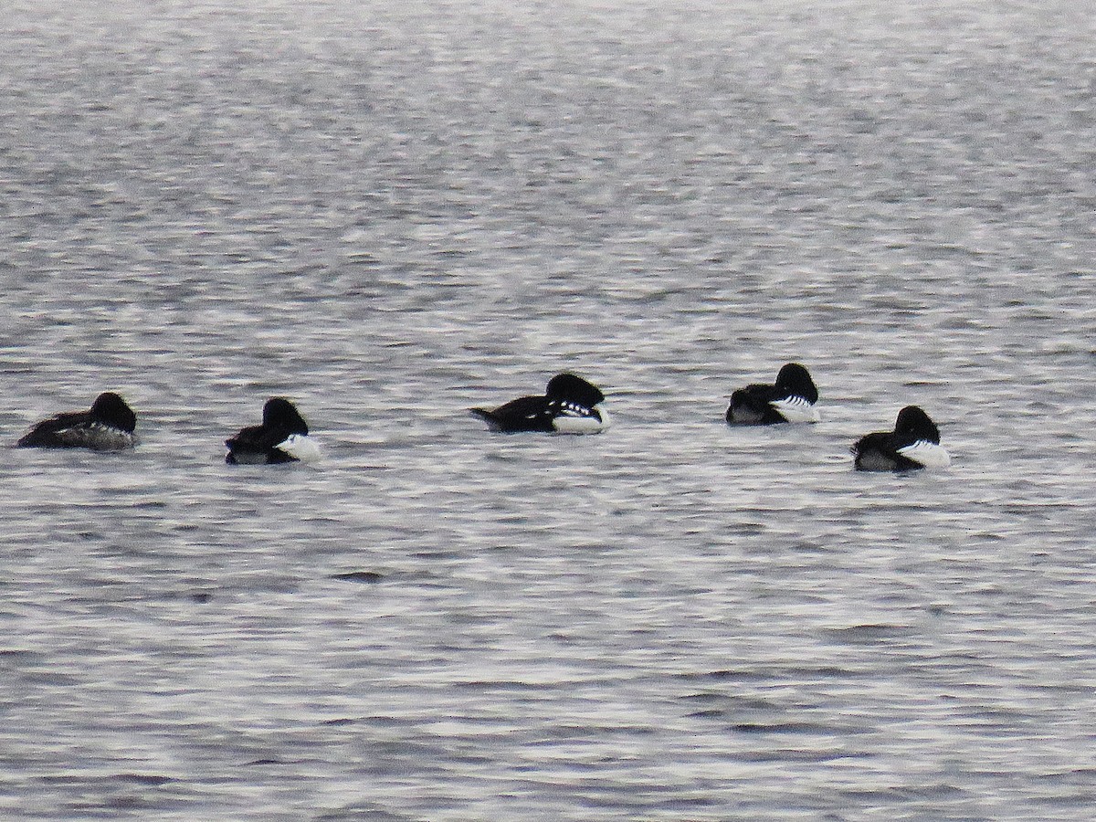 キタホオジロガモ - ML646324253