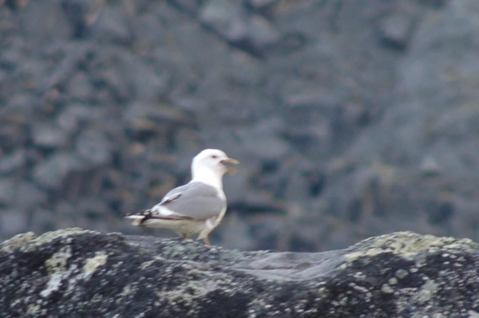 Short-billed Gull - ML646324256