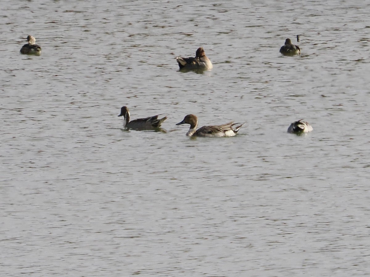 Northern Pintail - ML646324259