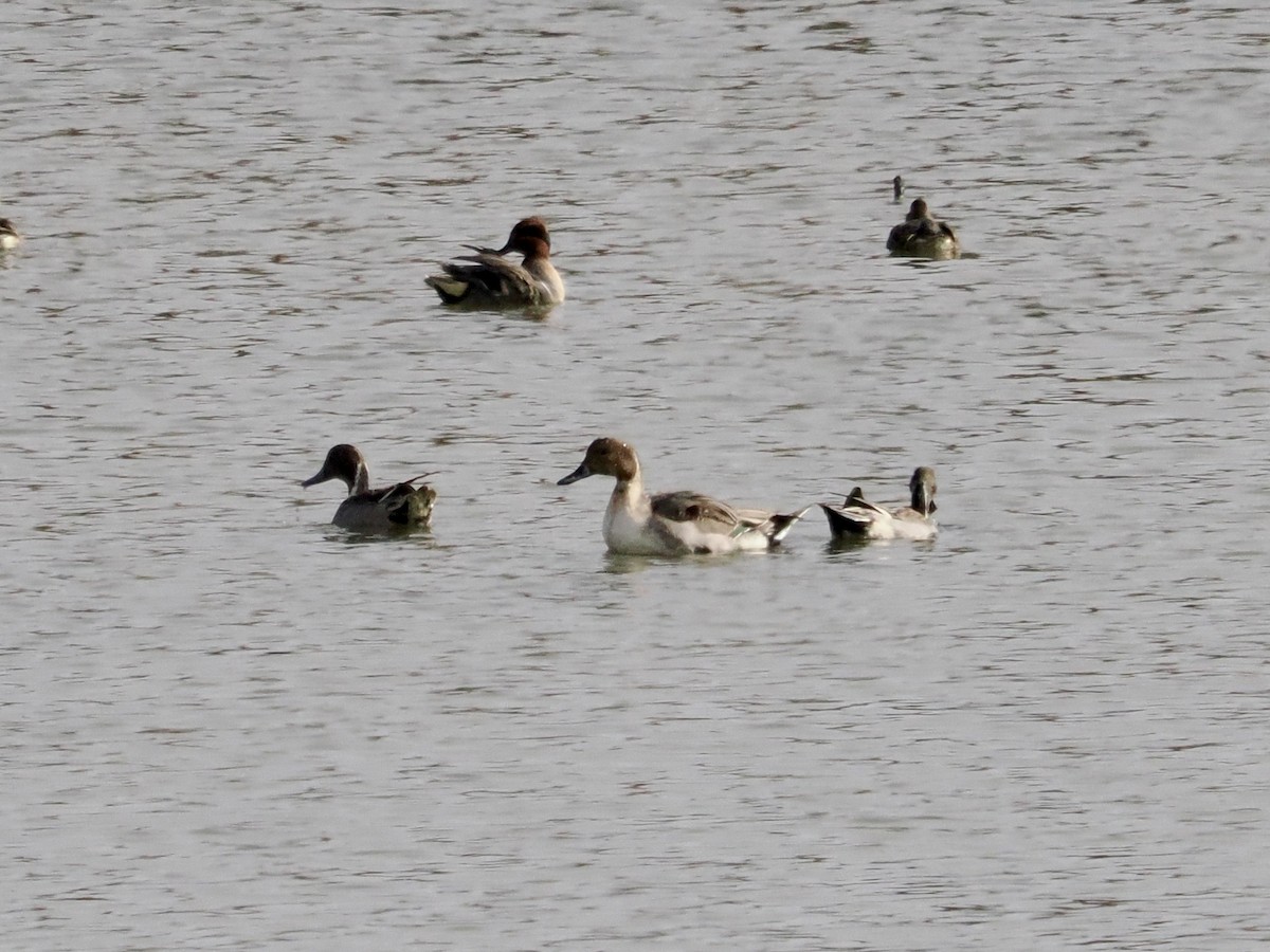 Northern Pintail - ML646324260