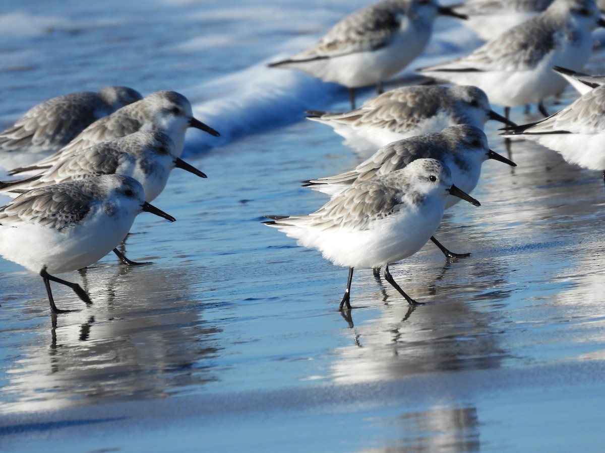 jespák písečný - ML646324261