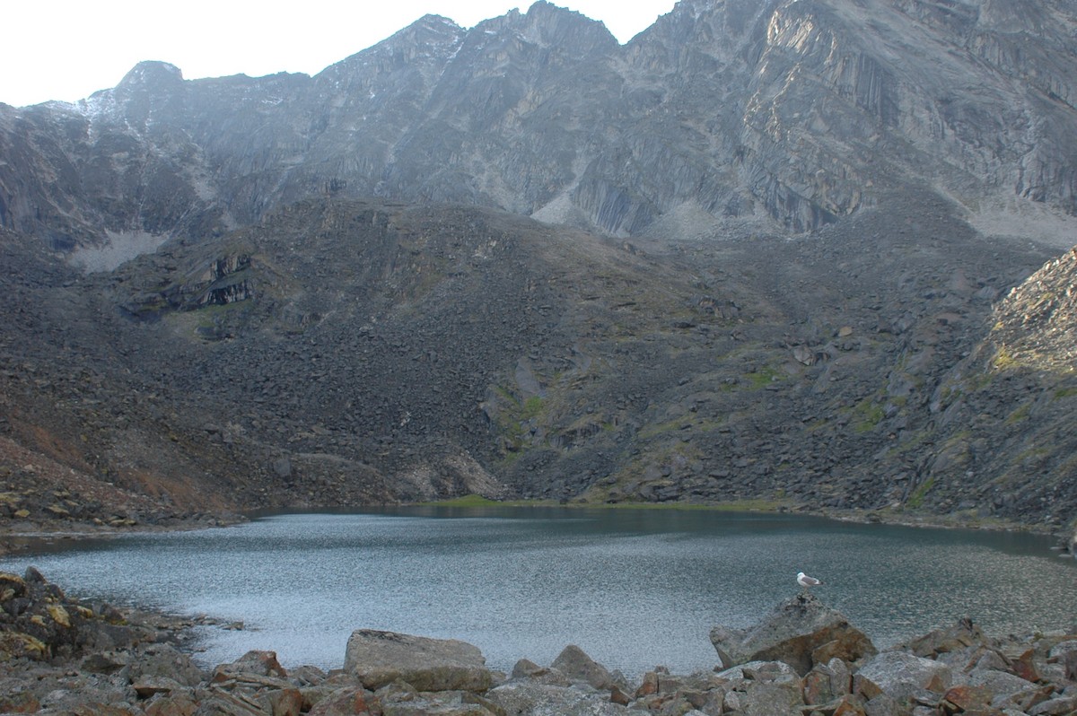 Short-billed Gull - ML646324263