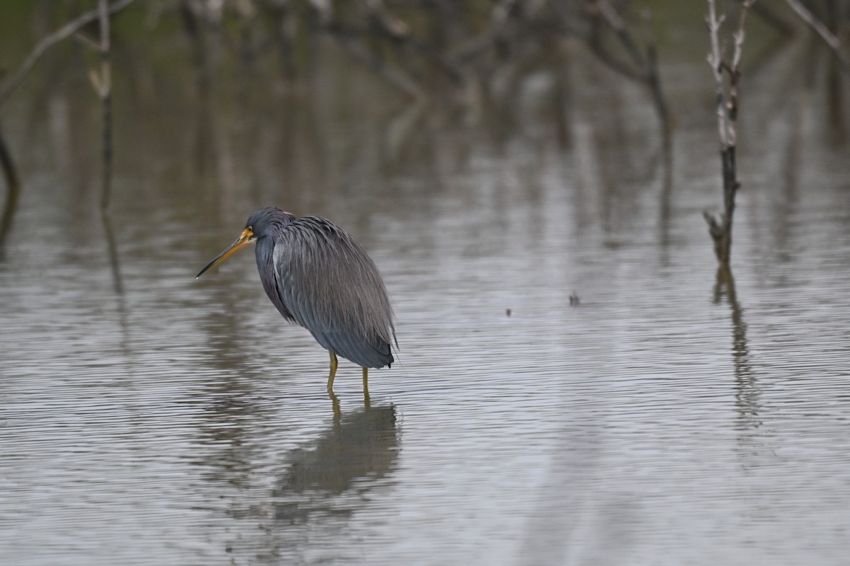 Tricolored Heron - ML646324273