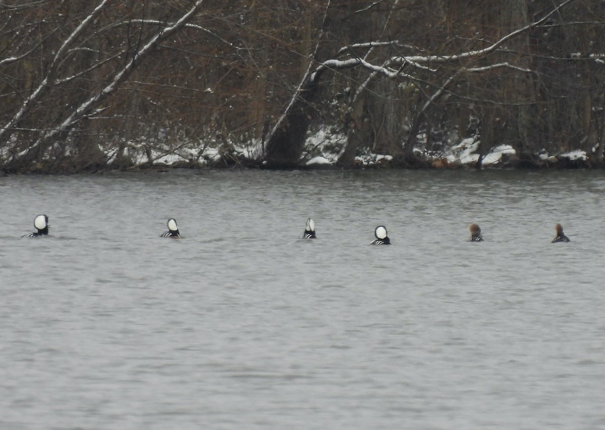 Hooded Merganser - ML646324275