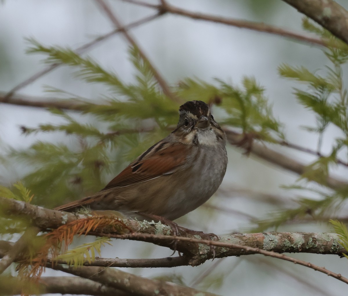 Swamp Sparrow - ML646324279
