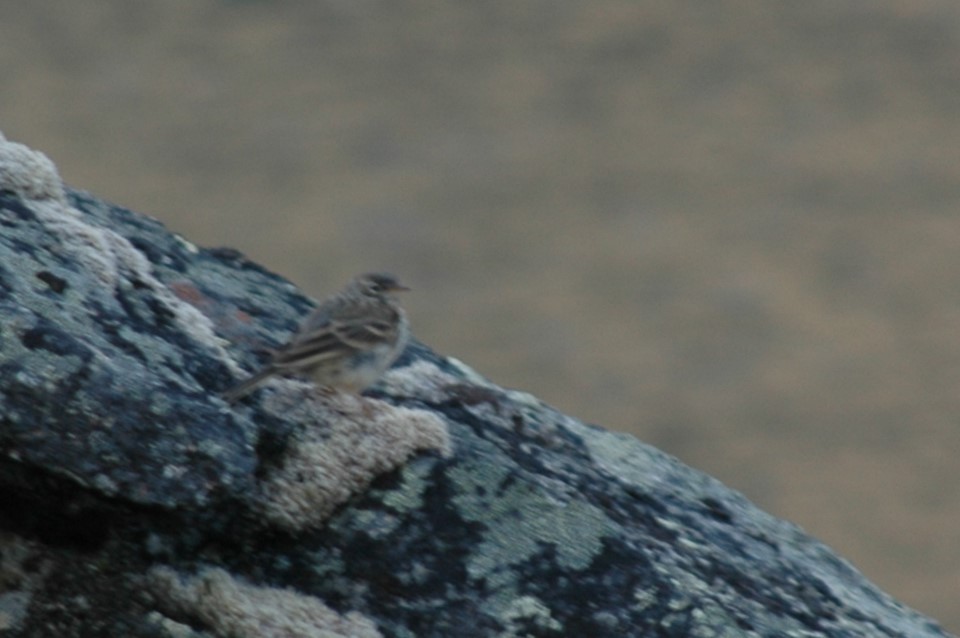 American Pipit - ML646324280