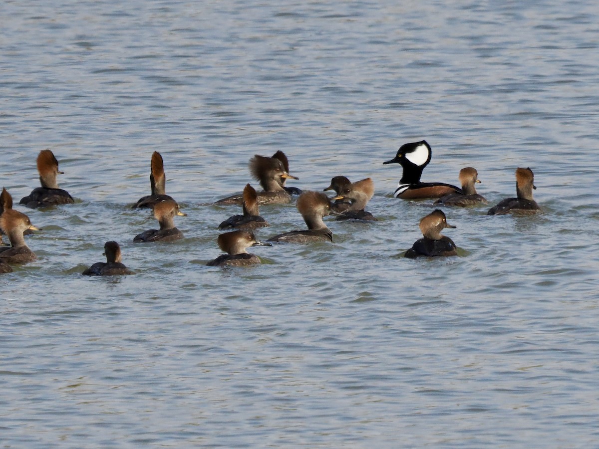 Hooded Merganser - ML646324282