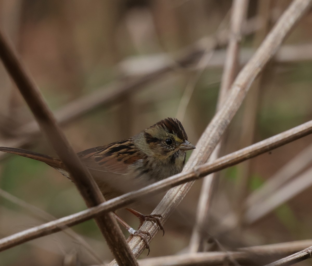 Swamp Sparrow - ML646324284