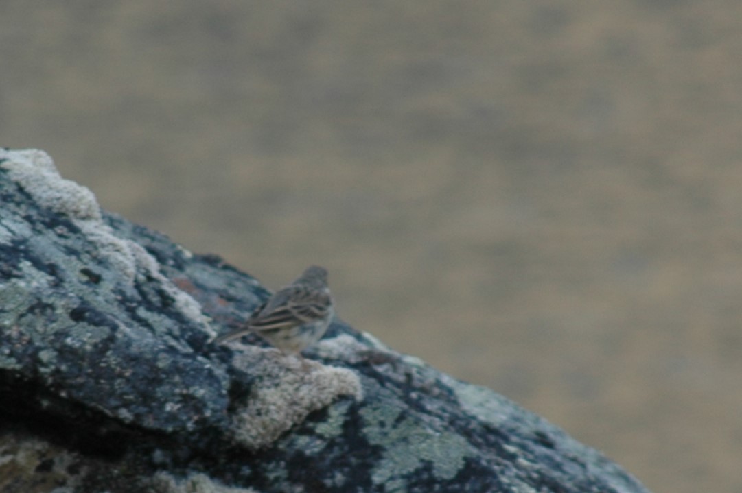 American Pipit - ML646324287