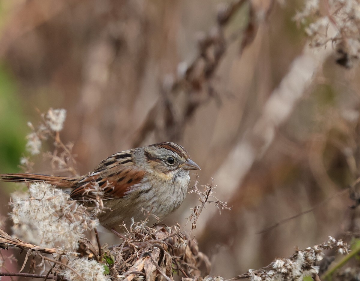Swamp Sparrow - ML646324288