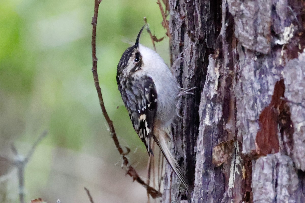 Brown Creeper - ML646324289