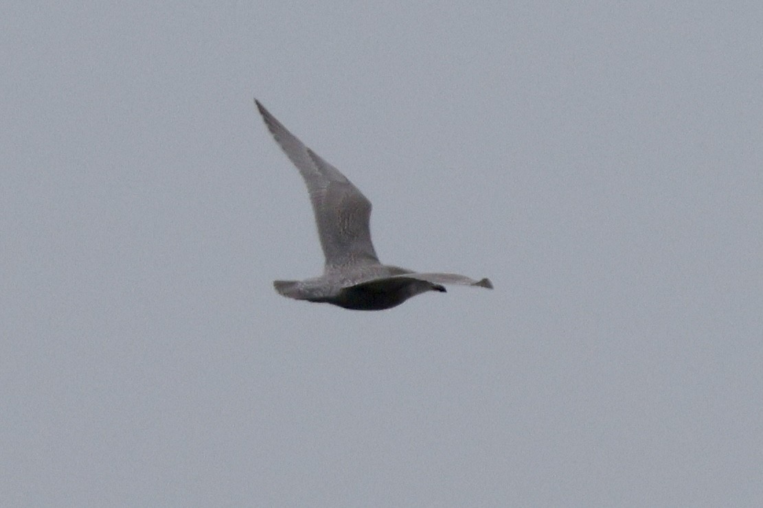 Iceland Gull - ML646324292