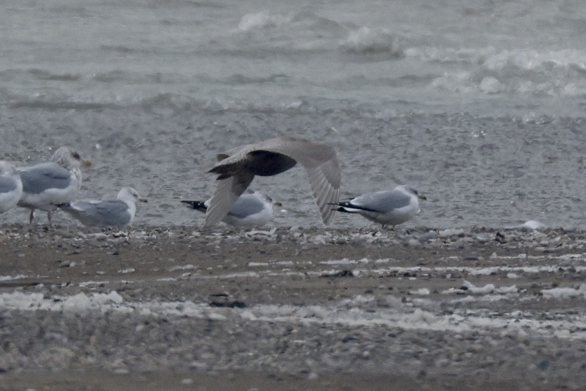 Iceland Gull - ML646324293
