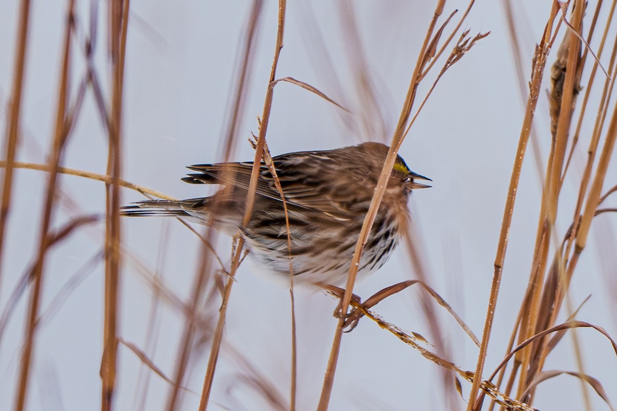 Savannah Sparrow - ML646324294