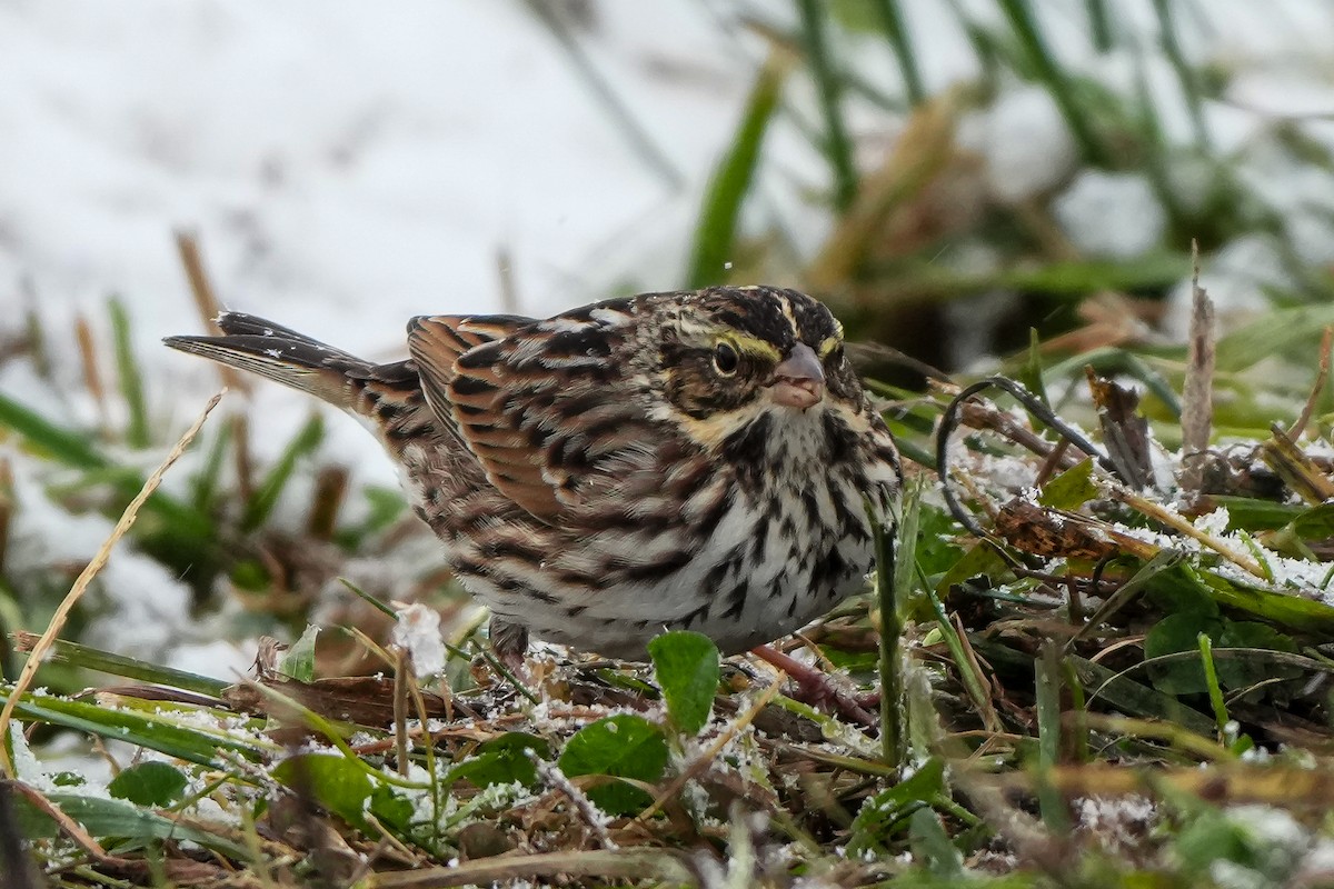 Savannah Sparrow - ML646324295