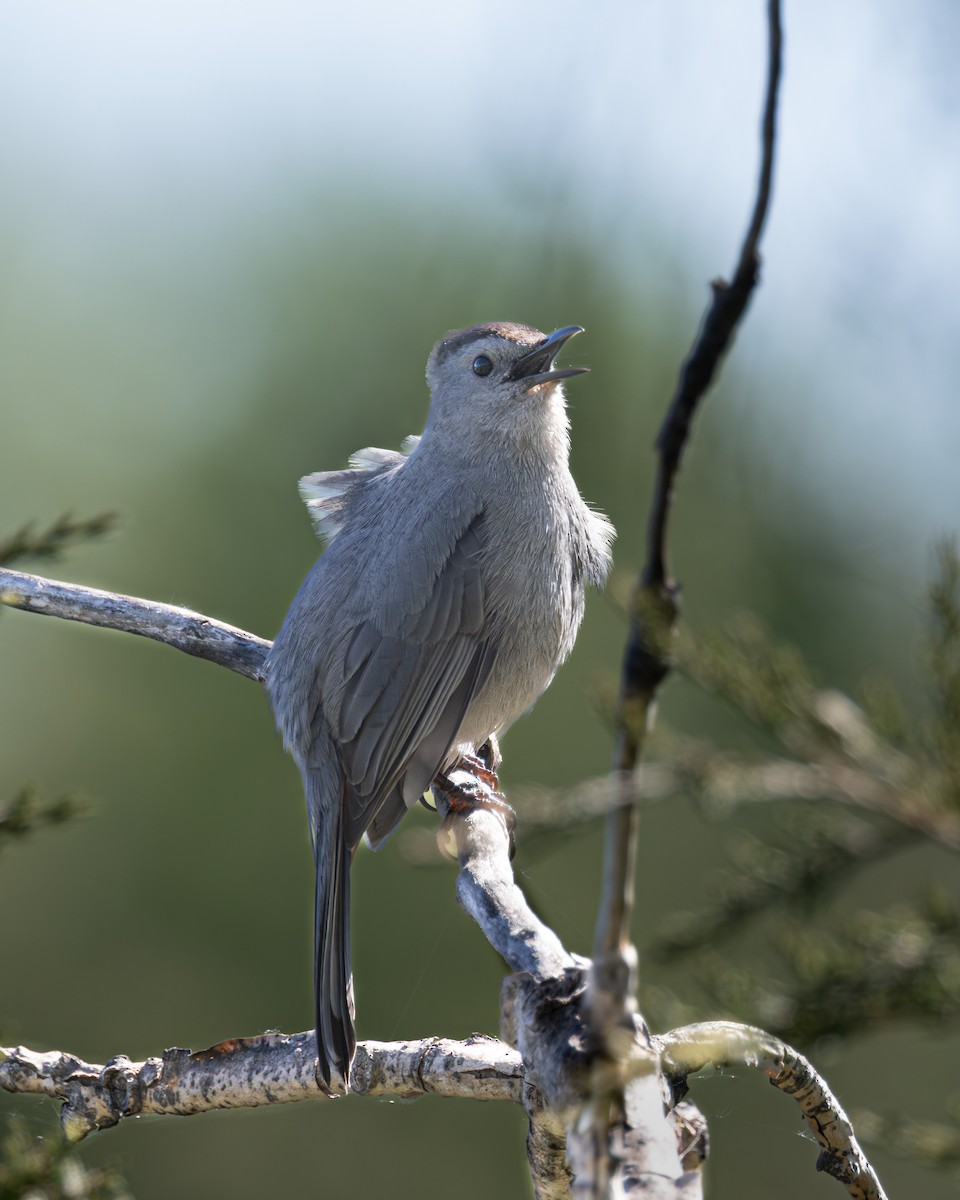 Gray Catbird - ML646324299