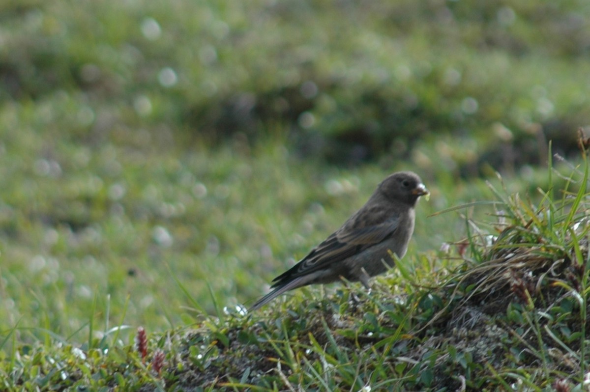 grånakkefjellfink - ML646324302