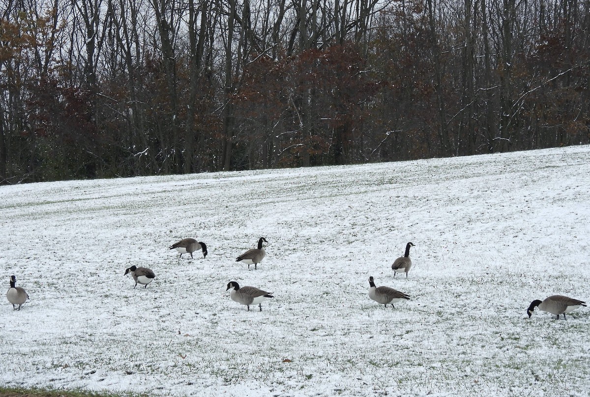 Canada Goose - ML646324304