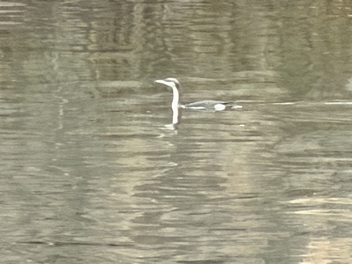 Хилэн гүеэт гахууна - ML646324305