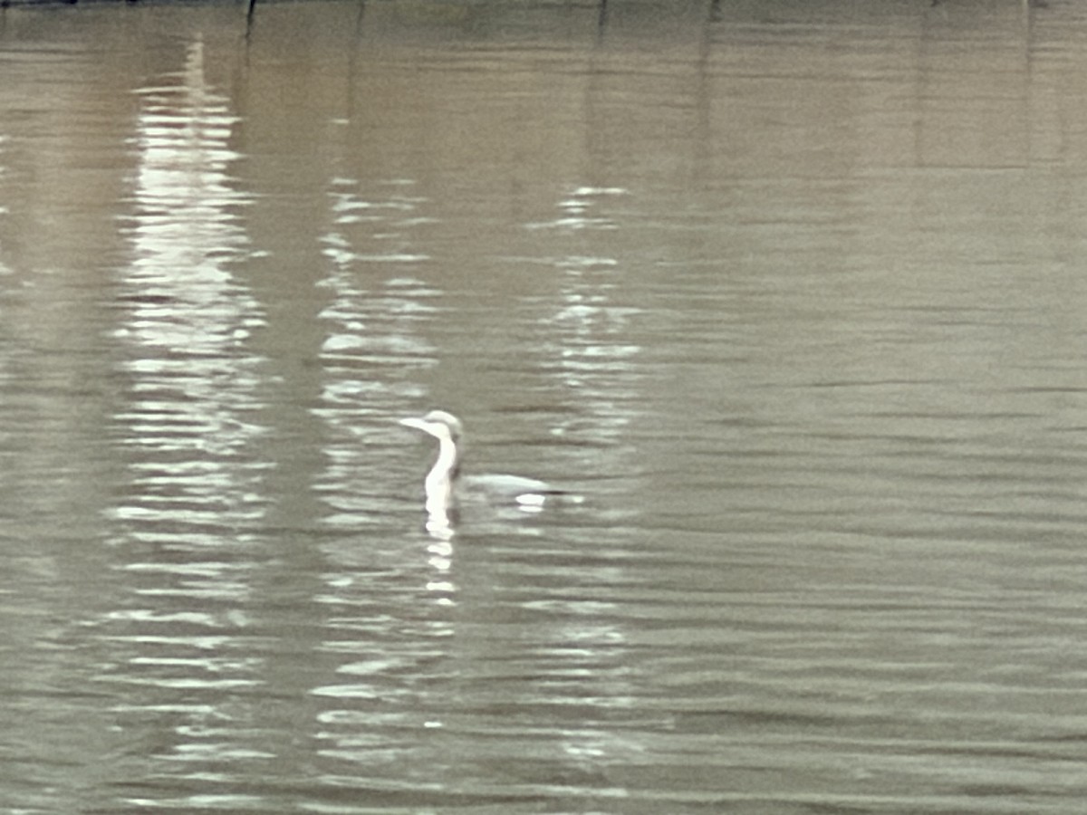 Хилэн гүеэт гахууна - ML646324306