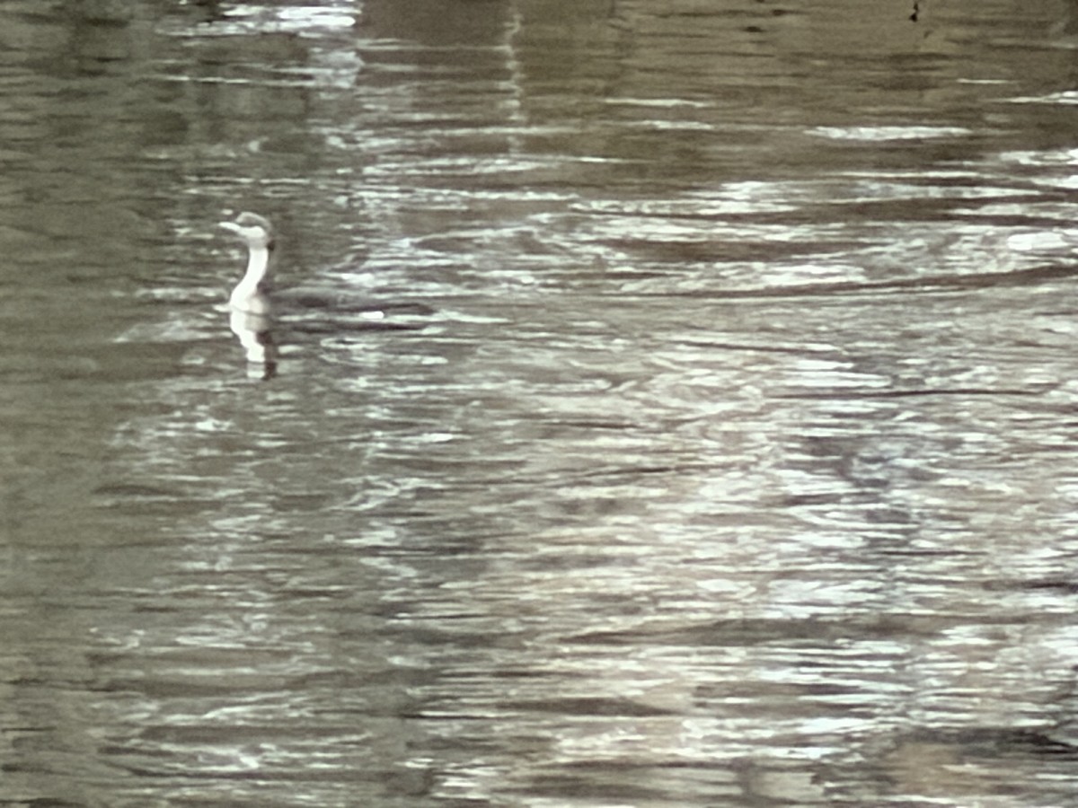 Хилэн гүеэт гахууна - ML646324307