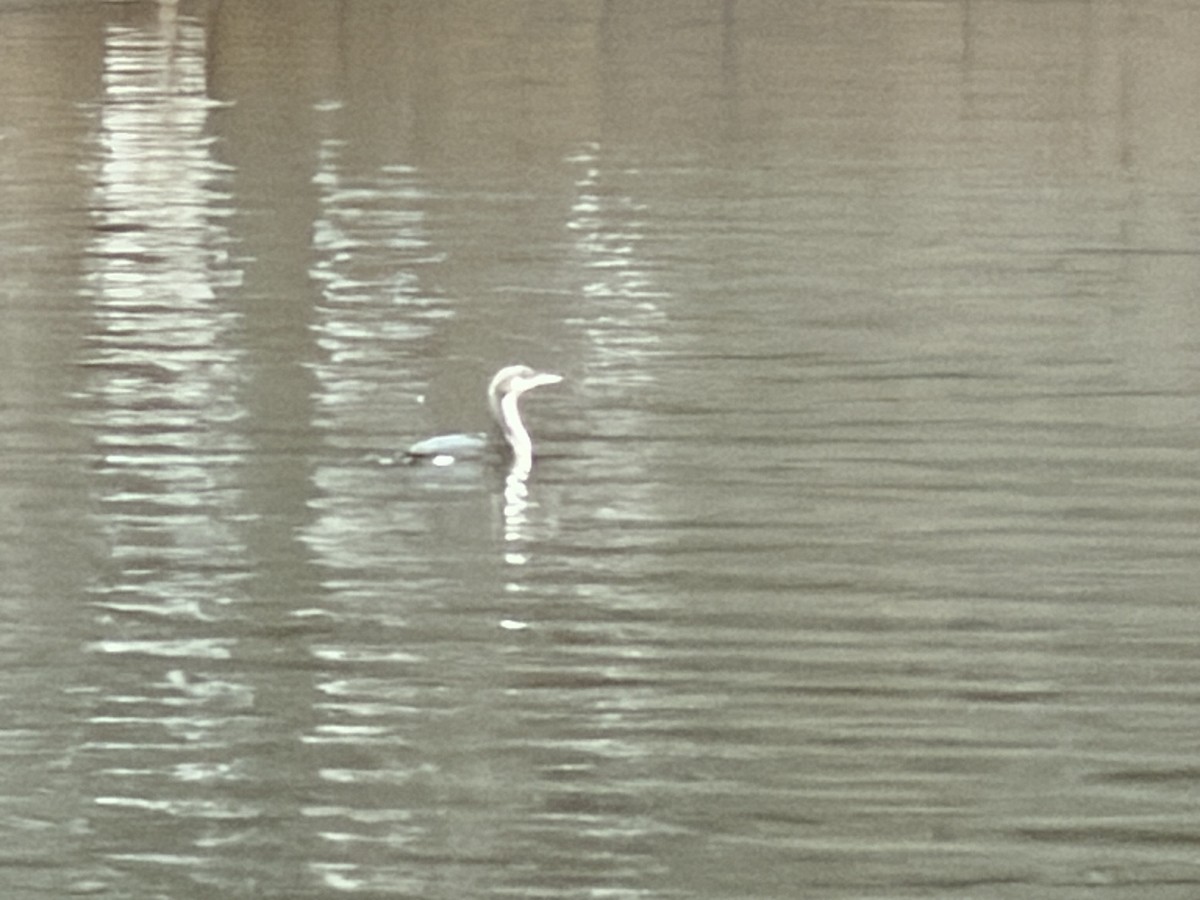 Хилэн гүеэт гахууна - ML646324308