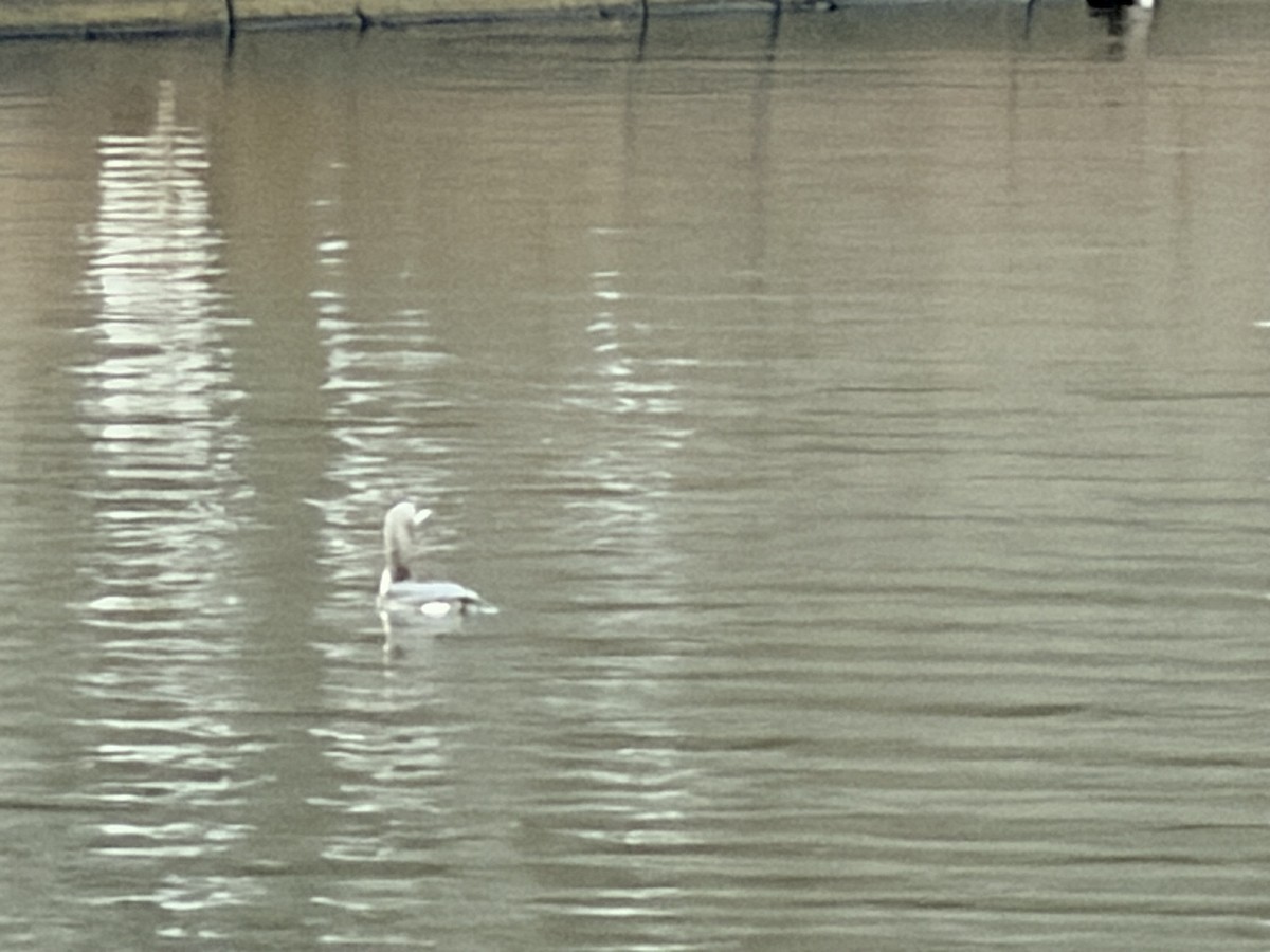 Хилэн гүеэт гахууна - ML646324309