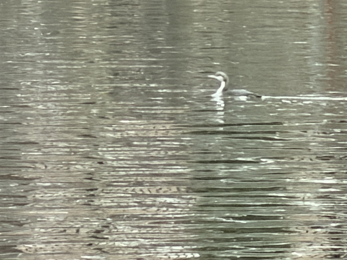 Хилэн гүеэт гахууна - ML646324310