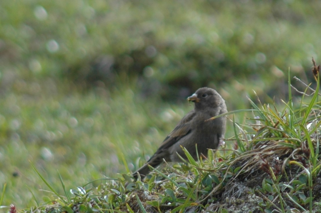 grånakkefjellfink - ML646324312