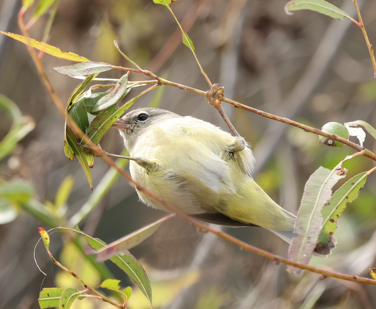 Orange-crowned Warbler - ML646324313